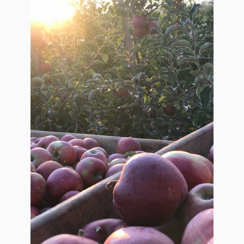 Фото 5. Продам яблоко в большом количестве по оптовой цене! // Оптова продаж яблук