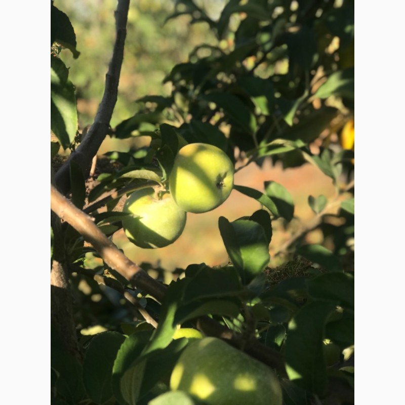 Фото 7. Продам яблоко в большом количестве по оптовой цене! // Оптова продаж яблук