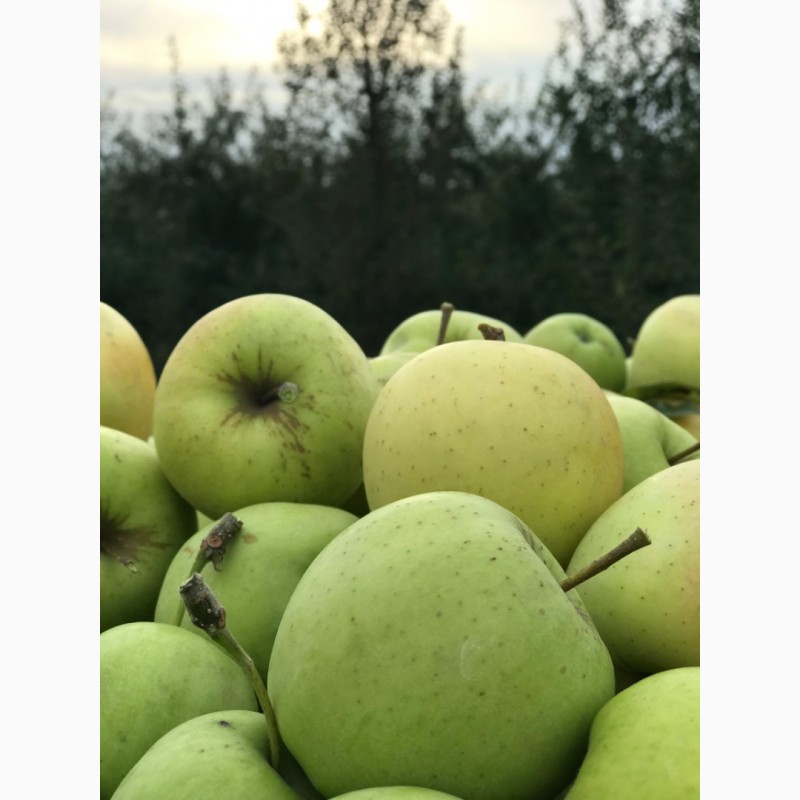 Фото 9. Продам яблоко в большом количестве по оптовой цене! // Оптова продаж яблук