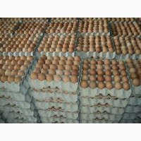Реалізм яйцо куриное оптовой продажи
