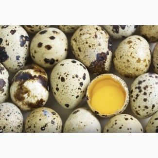 Яйца перепелиные опт и розница. Вся продукция имеет сертификаты качества