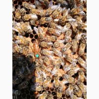 Бджоломатки та квітковий пилок