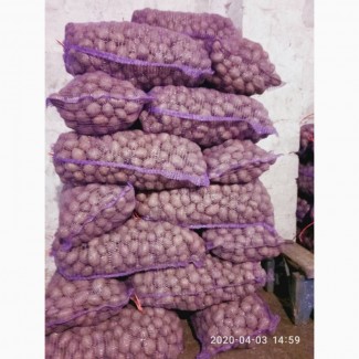 Продам насінневу картоплю ЕСМІ