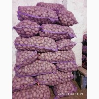Продам насінневу картоплю ЕСМІ