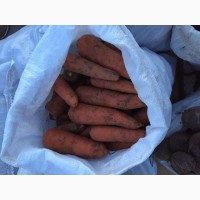 Продам моркву сорт АБАКА з холодильника
