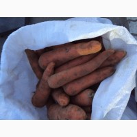 Продам моркву сорт АБАКА з холодильника