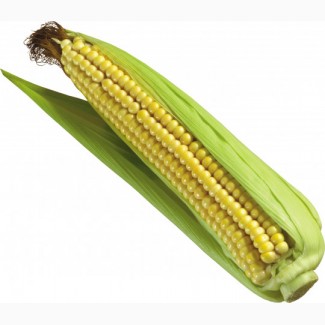 Закупаю кукурузу фуражную (3 класса)