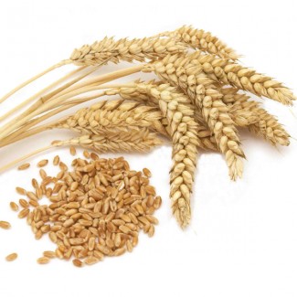 Продам пшеницу 440 тонн 4 Класс