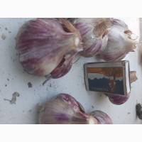 Продам чеснок сорт Харьковский фиолетовый