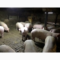 Продам свині 110-140 кг. 30 шт