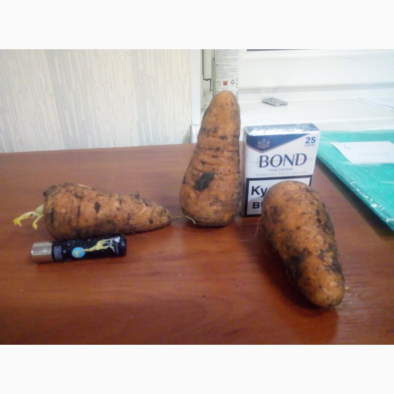 Фото 5. Продам Буряк, морковку, лук, капуста, картофель