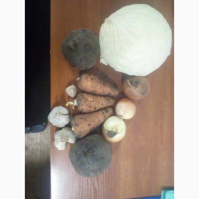 Фото 7. Продам Буряк, морковку, лук, капуста, картофель