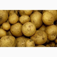 Продаж насіння картоплі сортової оптом