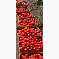 Продам помидоры сливка оптом с поля