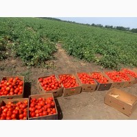 Продам помидоры сливка оптом с поля