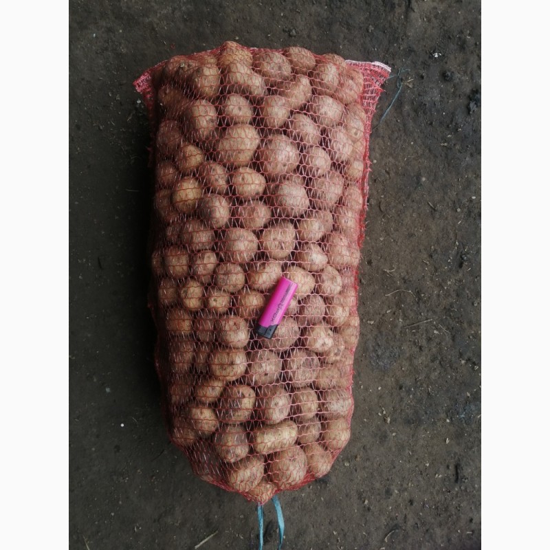 Фото 2. Продам семенной картофель, сорт Ривьера, Аризона, Воларе
