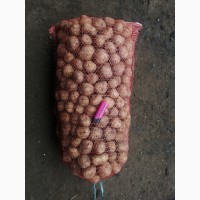 Продам семенной картофель, сорт Ривьера, Аризона, Воларе