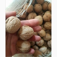 Орехи грецкие кругляк светлый урожай 2021