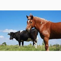 Закуповую коней коров биків