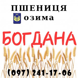 Насіння озимої пшениці Богдана (ІФРіГ), еліта / 1 репродукція - від виробника