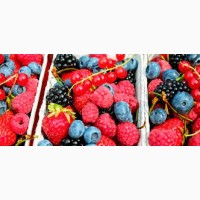 Продам заморожені ягоди оптом (малина, бузина, чорниця)
