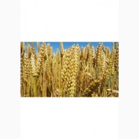 Продам пшеницю посівну (дворучка) 1-ї репродукції. Сорт Леннокс