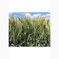 Продам пшеницю посівну (дворучка) 1-ї репродукції. Сорт Леннокс