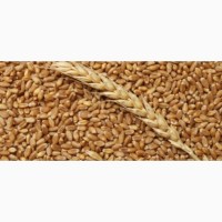 Куплю пшеницу