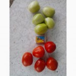 Продам помидор, томат сливку, вес 50-70 грамм