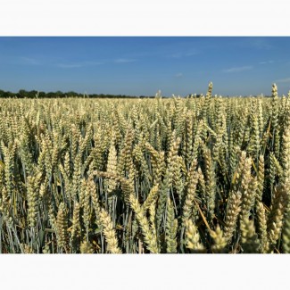Насіння пшениці озимої Батерфляй