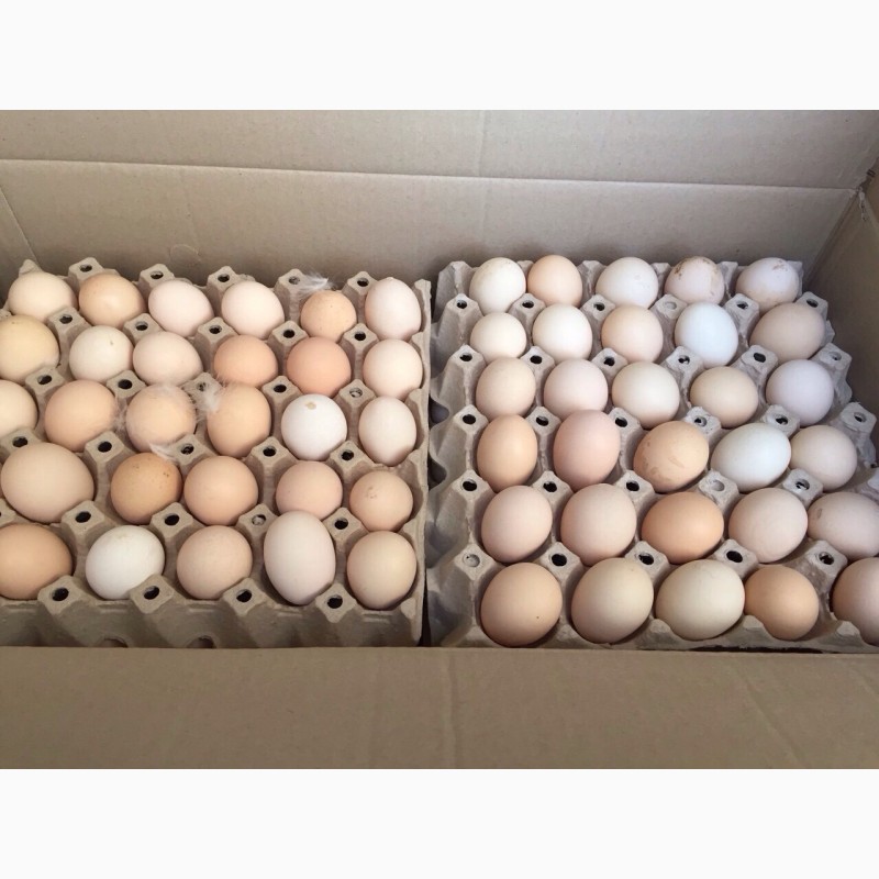 Фото 2. Продам інкубаційне яйце бройлер кобб 500, росс 308