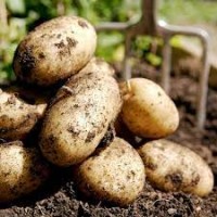 Продам їстівну картоплю оптом від 40т. ціна за домовленістю