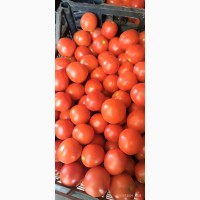 Продам помідори амвон, солероссо с поля
