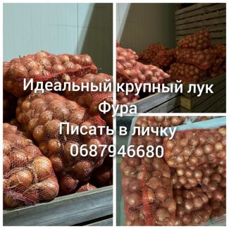 Продам идеальный крупный лук