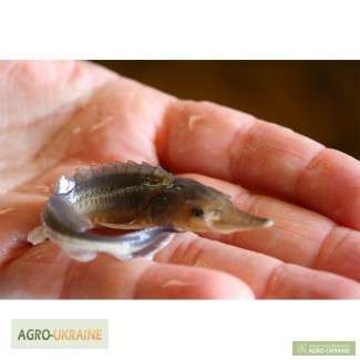 Предлагаем малька / зарыбок осетровых рыб: Бестера, Стерляди, Осетра