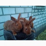 Продам кроликов породы Полтавское серебро, НЗК