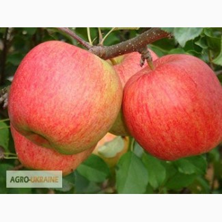Продам саджанці яблуні