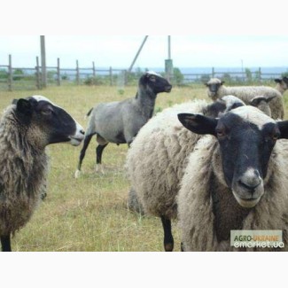 Продаємо романівські вівці
