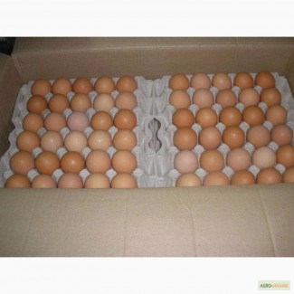 Яйця курячі відбірні та І категорія ОПТ