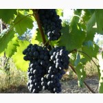 Продам виноград технических (винных) сортов