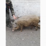 Продам дику свиню