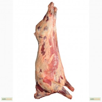 Продам яловичину (полутуши), Поліська мясна порода