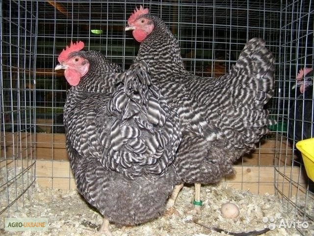 Фото 3. Яйця інкубаційні м ясо-яєчних курей Домінант Угорщина імпорт