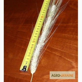 Семена канадской пшеницы. Продажа от 500 кг