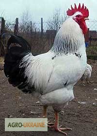 Фото 2. Суточные цыплята кур породы Адлерская серебристая