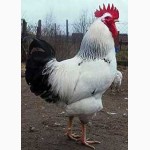 Суточные цыплята кур породы Адлерская серебристая