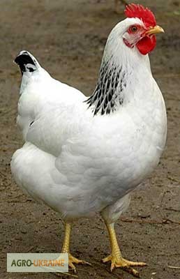 Фото 3. Суточные цыплята кур породы Адлерская серебристая