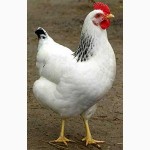 Суточные цыплята кур породы Адлерская серебристая
