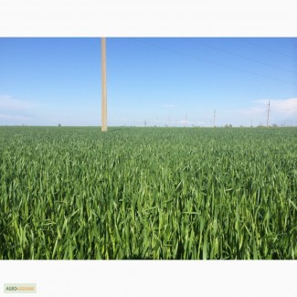 Канадская пшеница. озима. Толедо, Запорізька обл. Цена12000 грн