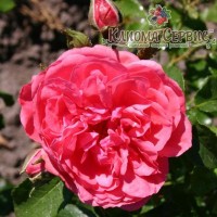 Саженцы роз сорт Rosarium Uetersen (Розариум Юстерсейн)